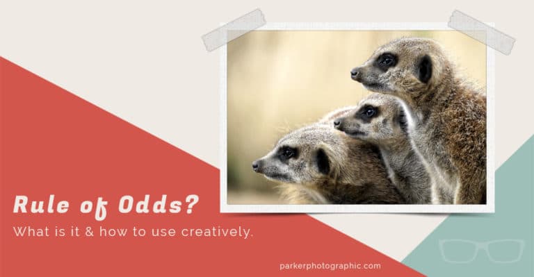 What is the rule of odds in photography?